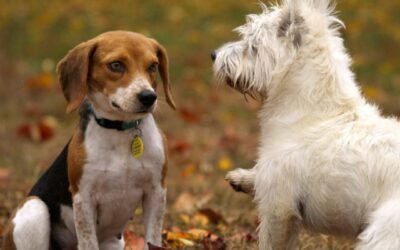 The Role Pets Play in Building Stronger Relationships